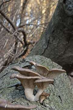 Image of Pleurotus