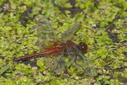 Image of Sympetrum Newman 1833