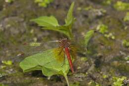 Image of Sympetrum Newman 1833