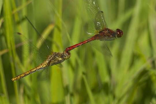 Image of Sympetrum Newman 1833