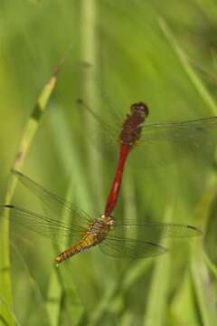 Image of Sympetrum Newman 1833