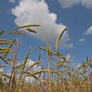 Imagem de Triticum aestivum subsp. spelta (L.) Thell.