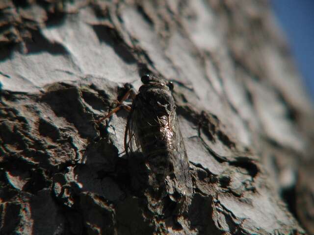 Image of Cicada