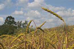 Image of wheat