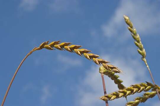 Image of wheat