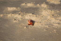 Image of red ghost crab