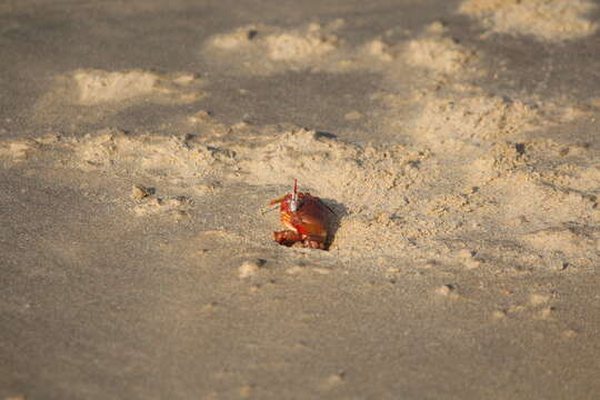 Image of red ghost crab