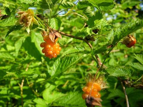 Image of salmonberry