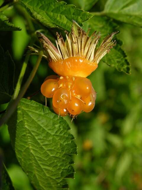 Image of salmonberry