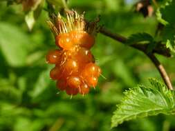 Image of salmonberry