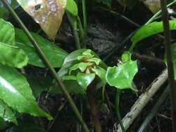 Image of Costus claviger Benoist