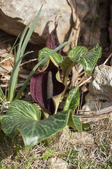 Image of Arum pictum L. fil.