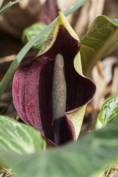 Image of Arum pictum L. fil.