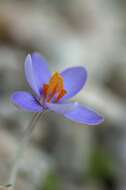 Crocus cambessedesii J. Gay resmi