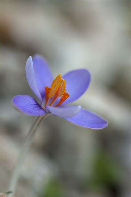 Image of Crocus cambessedesii J. Gay