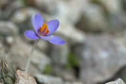 Crocus cambessedesii J. Gay resmi