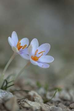 Crocus cambessedesii J. Gay resmi