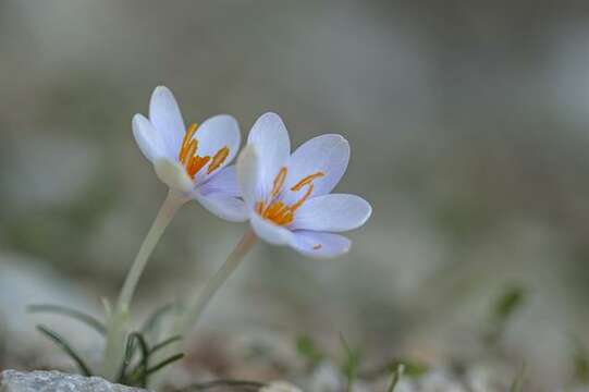 Crocus cambessedesii J. Gay resmi