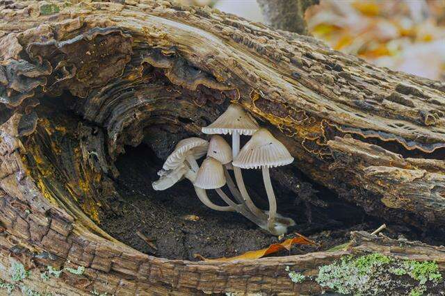 Image of Bonnet Mushroom