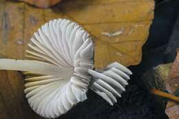 Image of Bonnet Mushroom