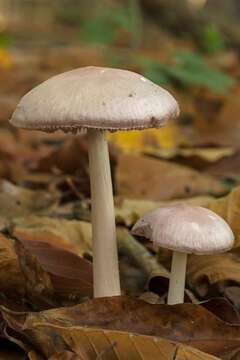 Image of Mycena rosea Gramberg 1912