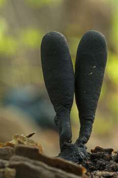 Image of Xylaria