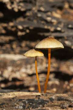 Image of Mycena crocata (Schrad.) P. Kumm. 1871