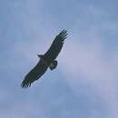 Image of Cinereous vulture