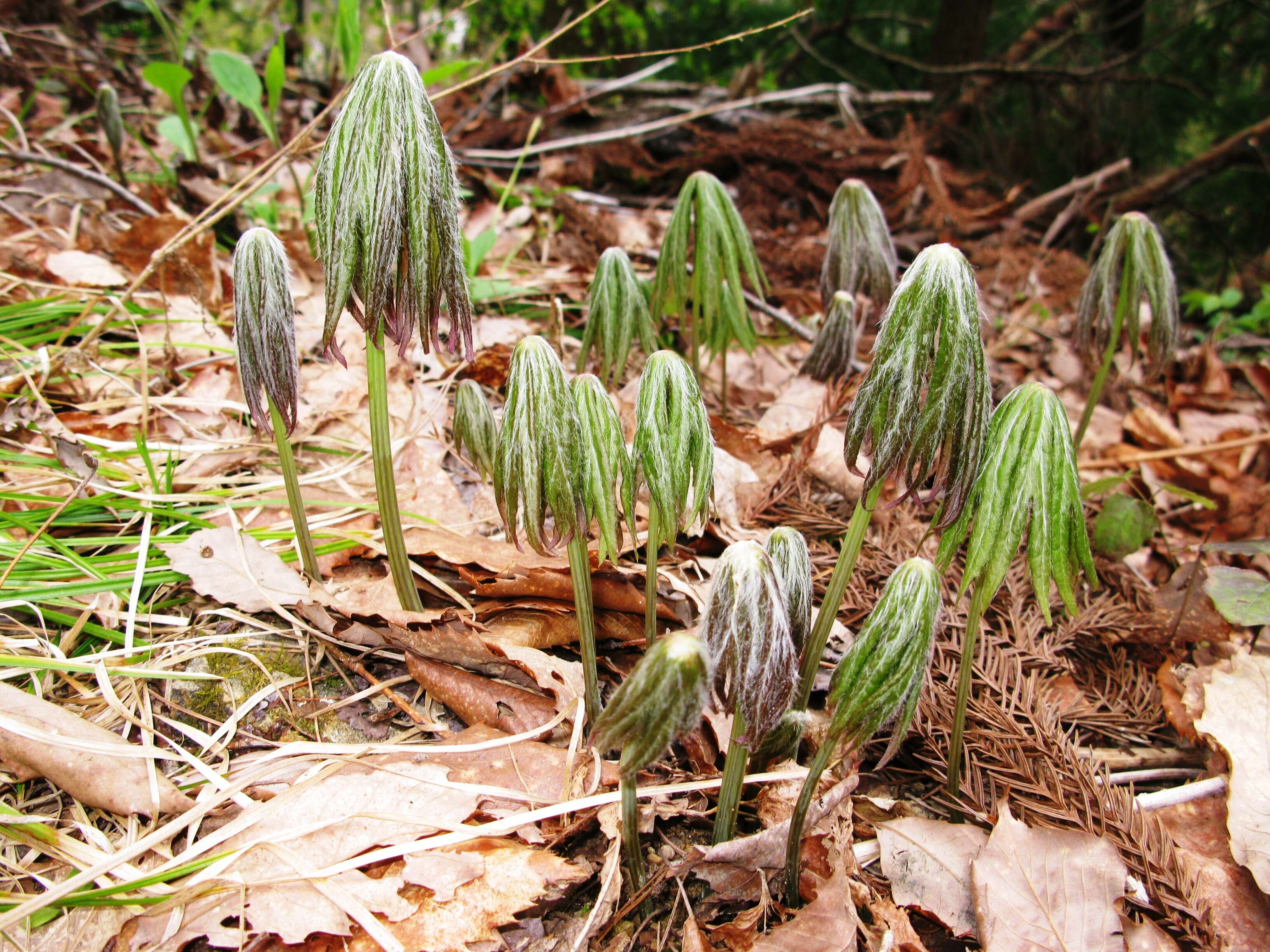 Image of Syneilesis palmata (Thunb.) Maxim.