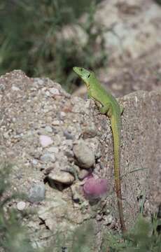 Image of green lizard