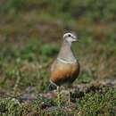 Imagem de Charadrius morinellus Linnaeus 1758