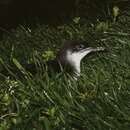 Image of Manx Shearwater