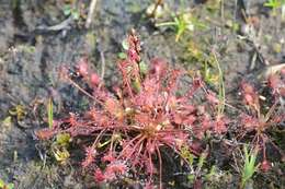 Imagem de Drosera