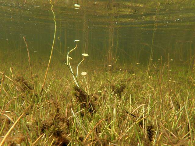 Image of Indian Pennywort