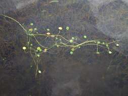 Image of Indian Pennywort