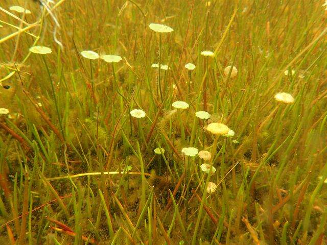 Image of Indian Pennywort