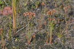 Image of dwarf rush