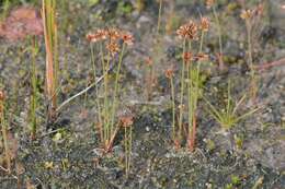 Image of dwarf rush