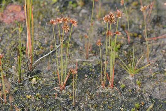 Image of dwarf rush