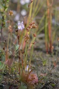 Image of dwarf rush