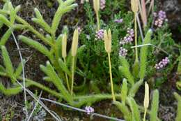 Image of <i>Lycopodium clavatum</i>