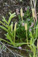 Image of <i>Lycopodium clavatum</i>