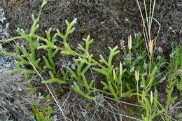 Image of <i>Lycopodium clavatum</i>