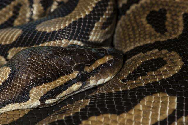 Image of Common Pythons