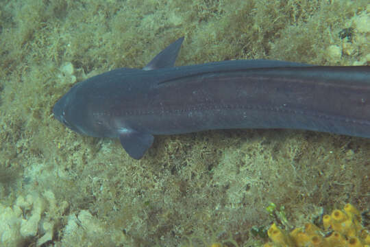 Image of Conger Eel