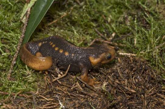 Image of Tylototriton Anderson 1871