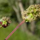 Image of Salad Burnet