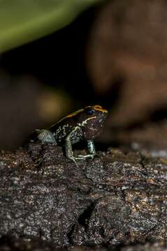 Image of Poison Dart Frogs