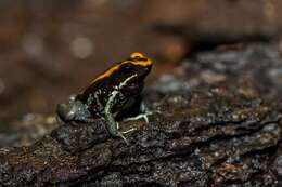 Image of Poison Dart Frogs