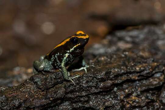 Image of Poison Dart Frogs